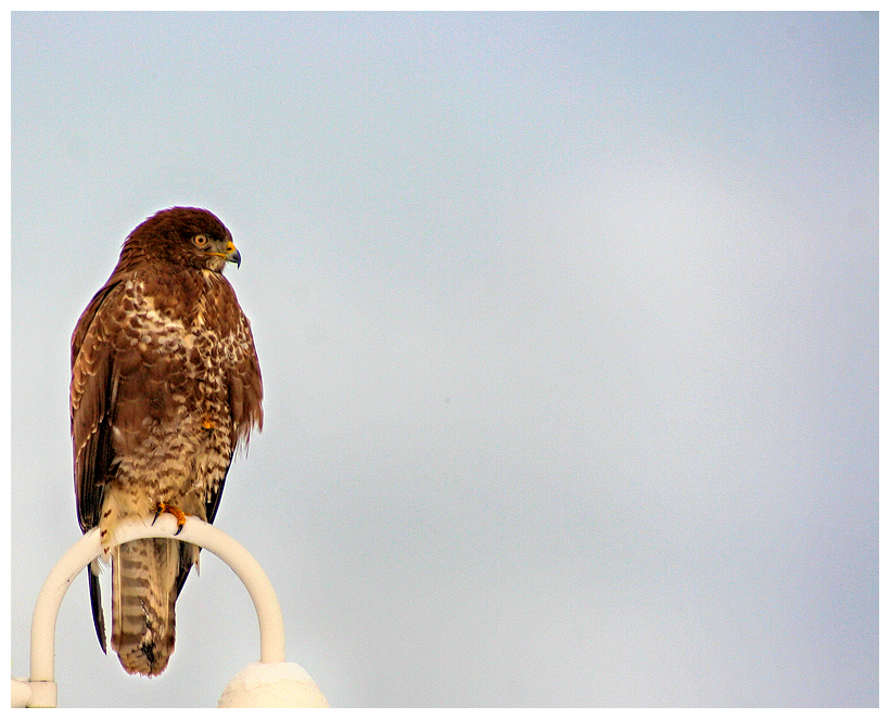 Bussard