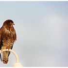 Bussard