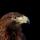 BUSSARD