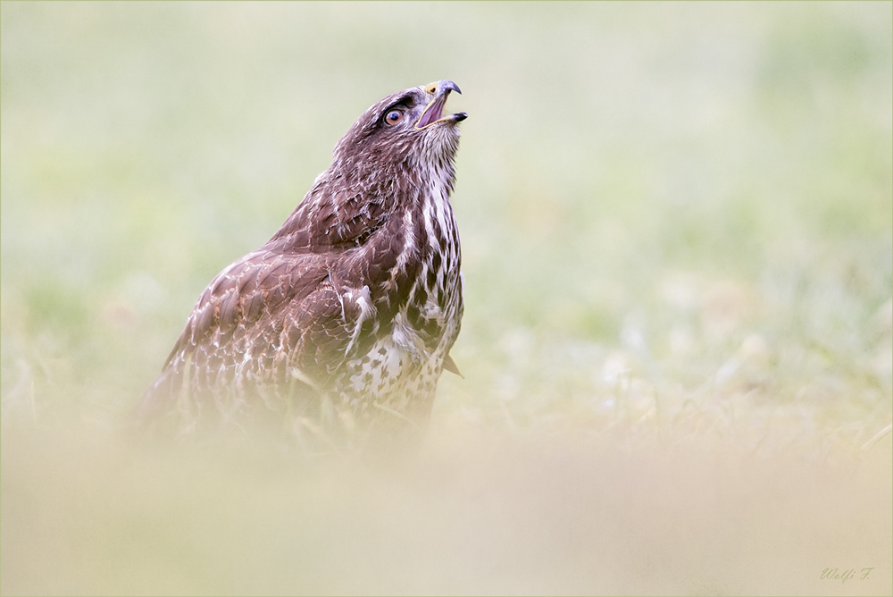 Bussard 4