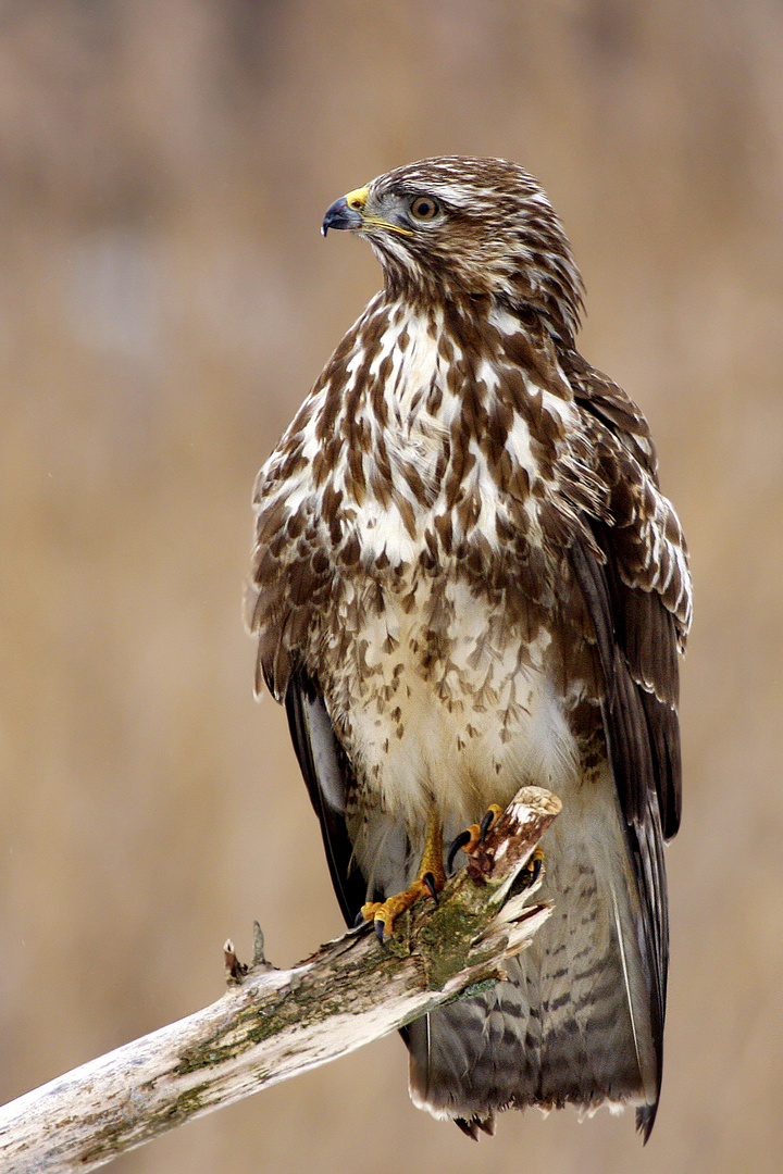 Bussard 4