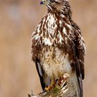 Bussard 4