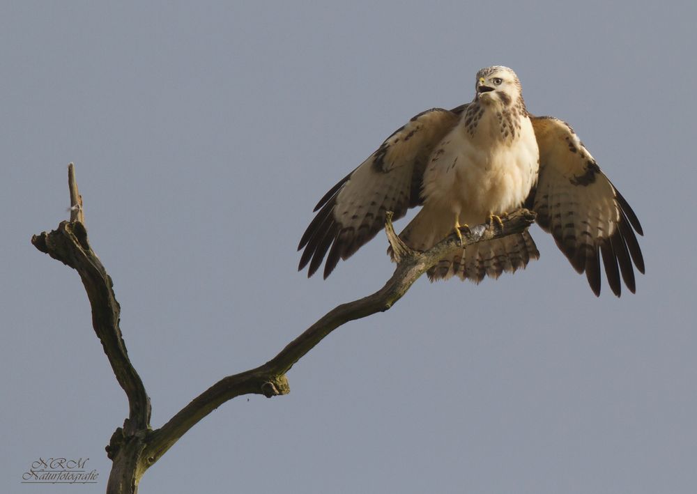 Bussard 4