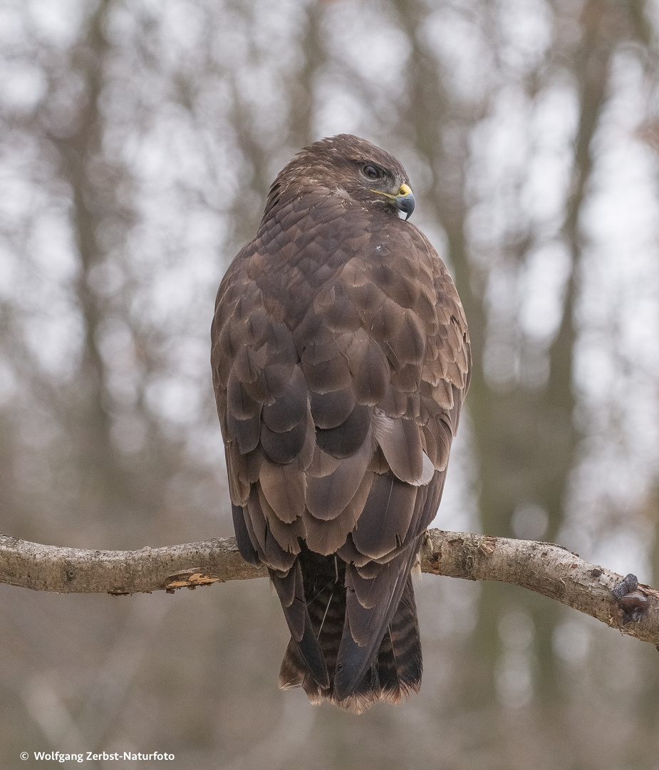 --- Bussard 4 ---