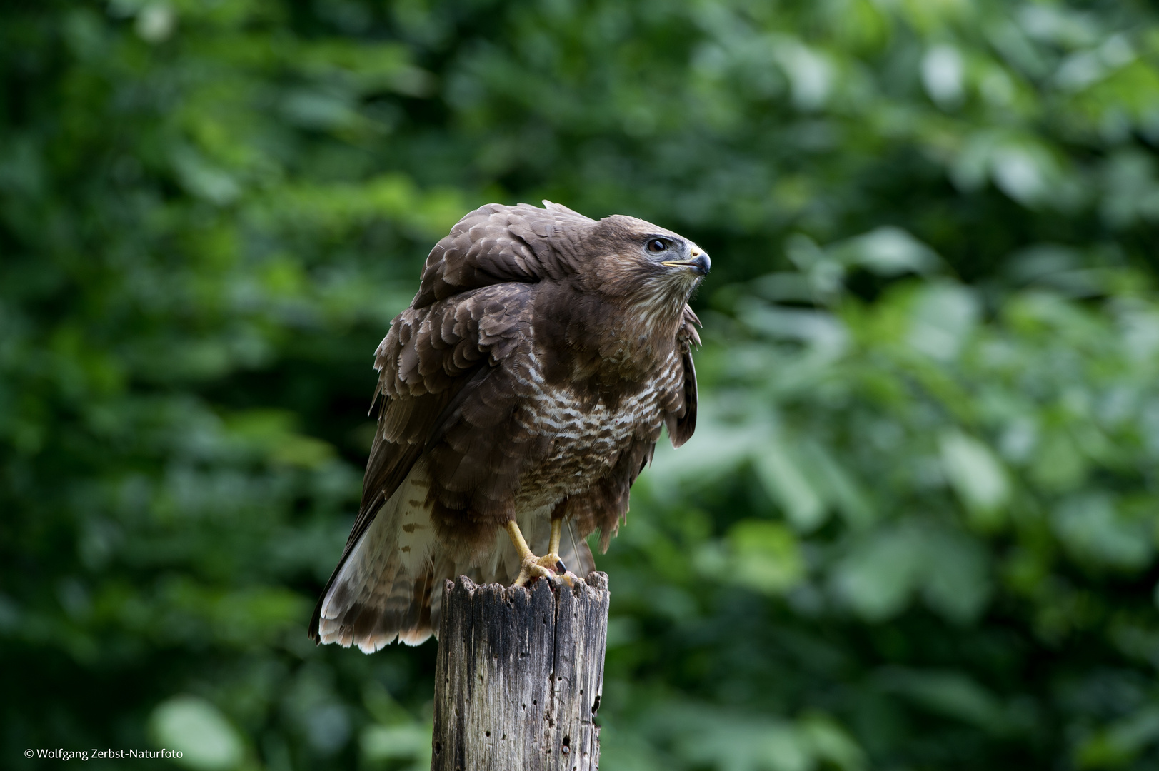 --- Bussard 4 ---   ( Buteo buteo )