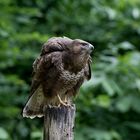 --- Bussard 4 ---   ( Buteo buteo )