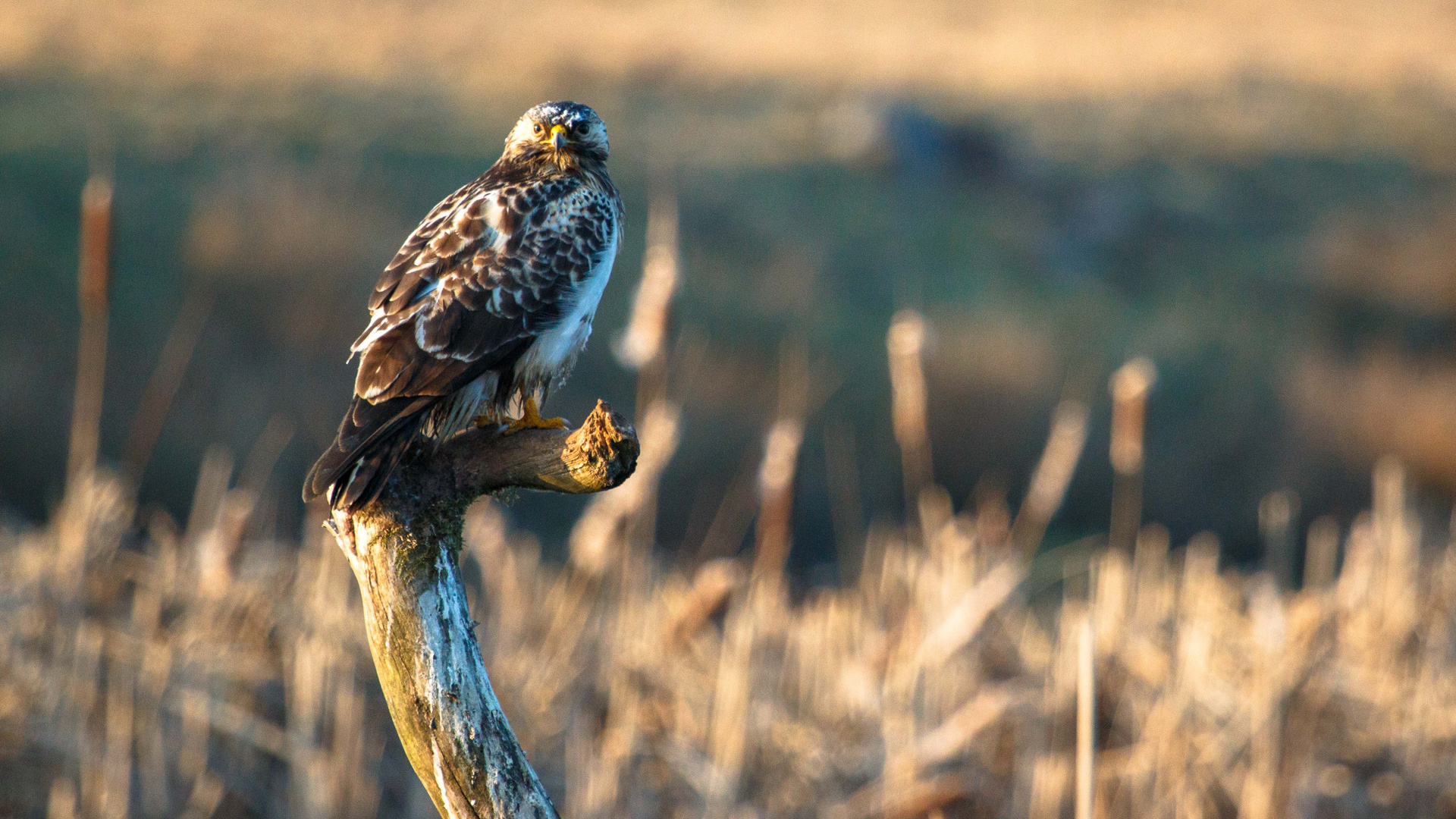 Bussard 4