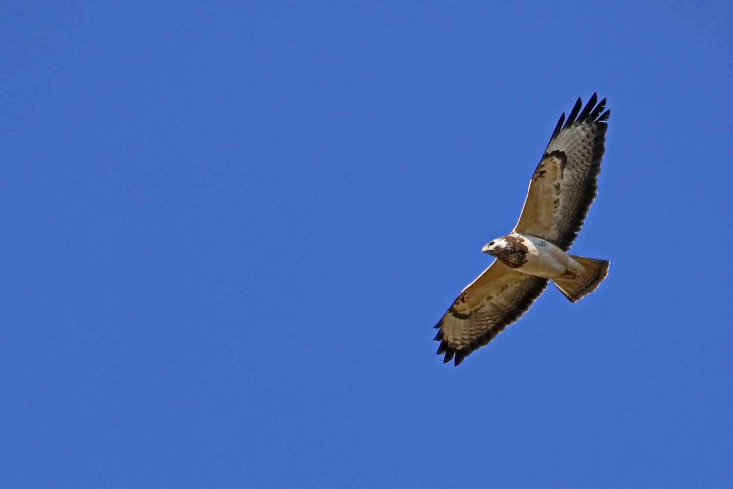 Bussard