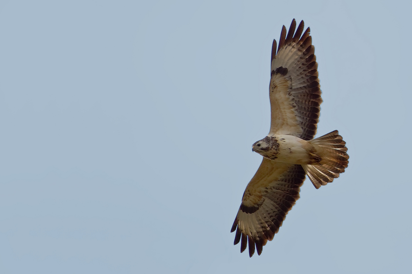 Bussard 4/10