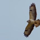 Bussard 4/10