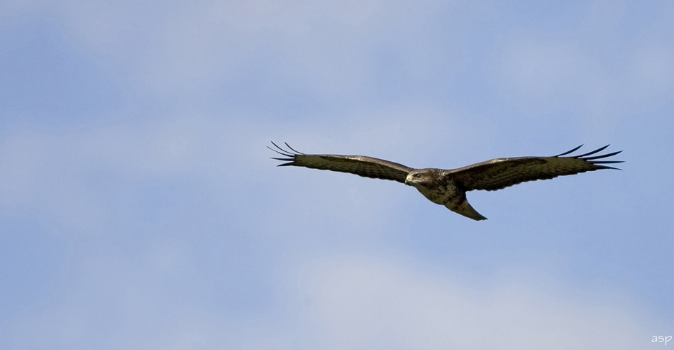 Bussard