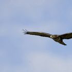 Bussard