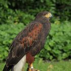 Bussard