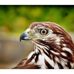 BUSSARD