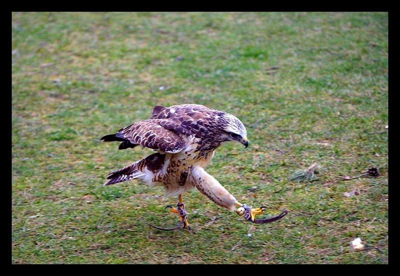 Bussard