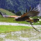 Bussard