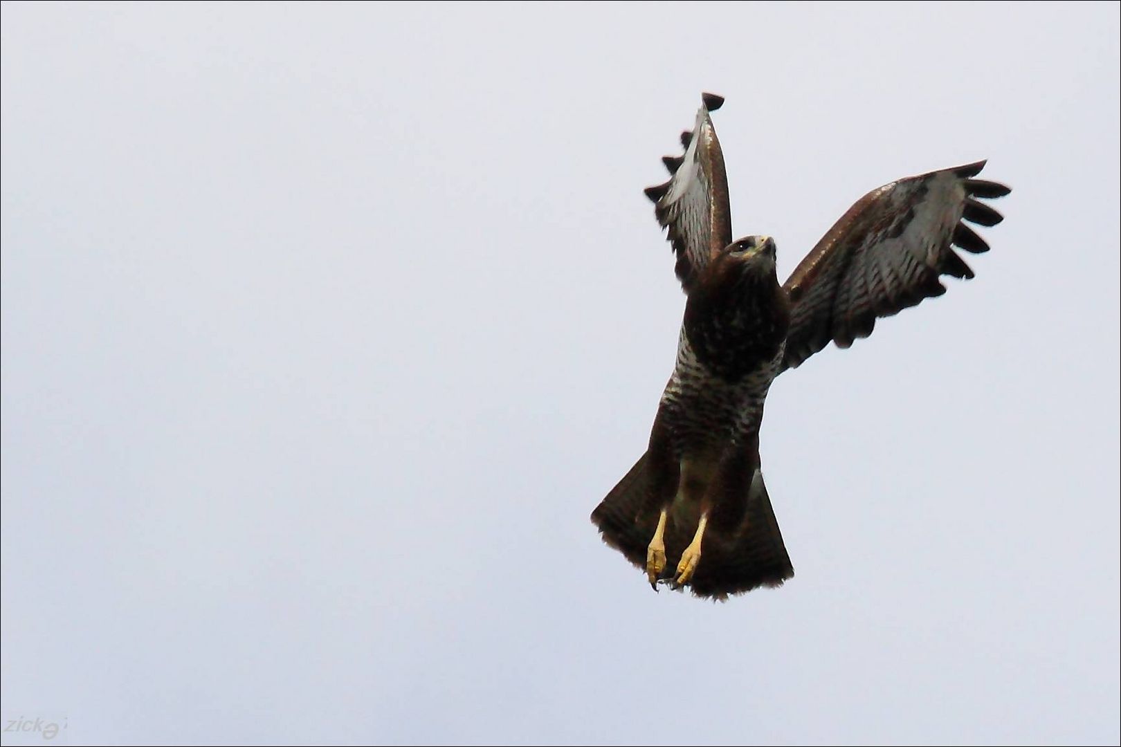 Bussard