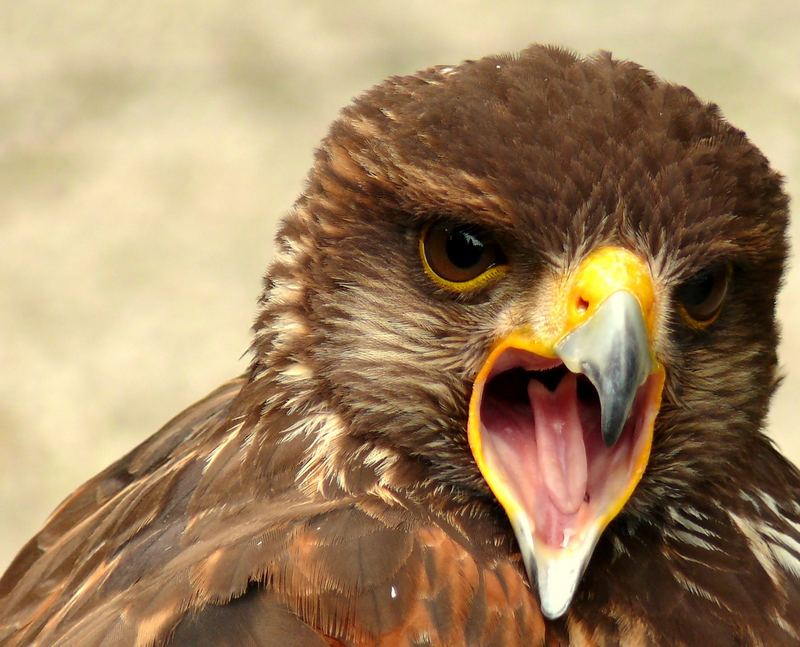 Bussard