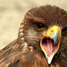 Bussard