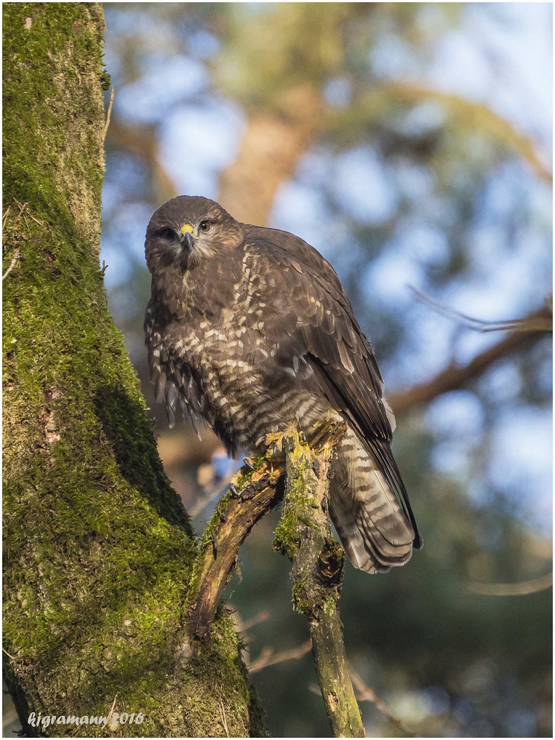 bussard......