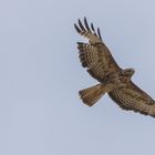 Bussard