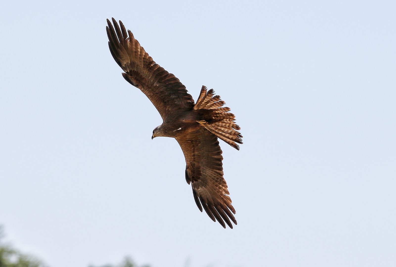 Bussard