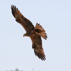 Bussard