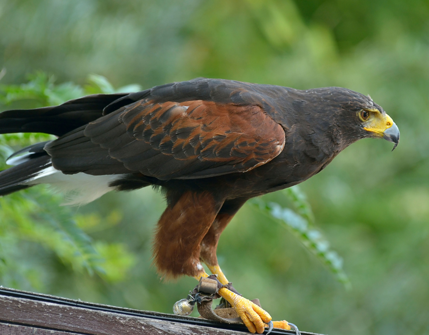 Bussard