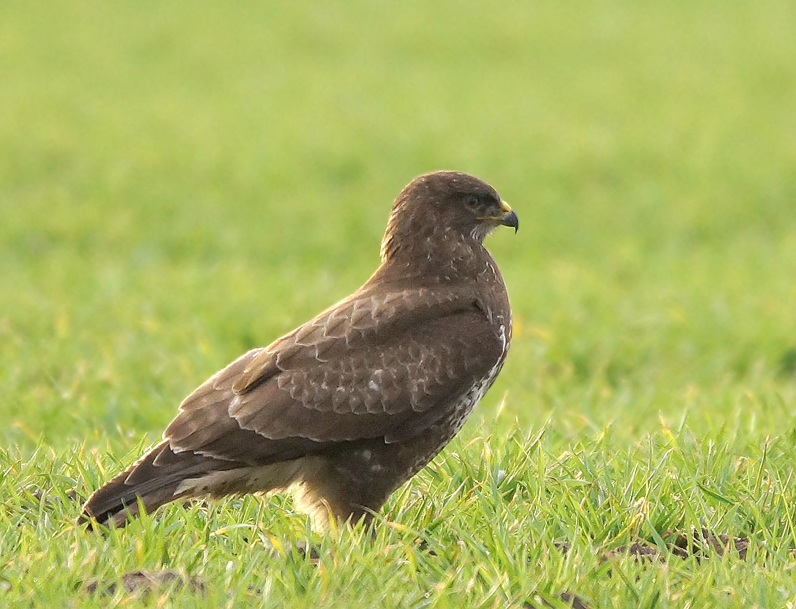 Bussard