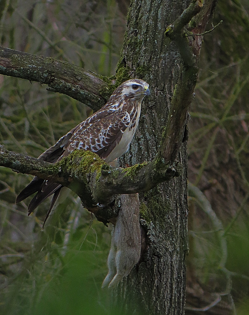 Bussard