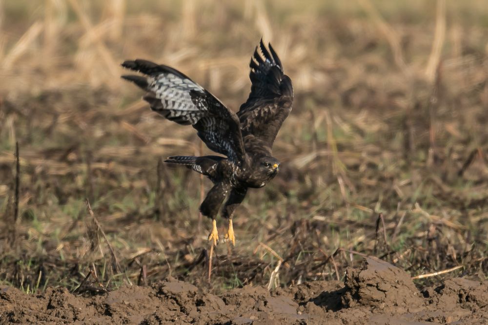 Bussard