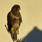 Bussard