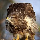 Bussard