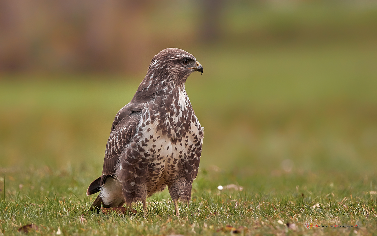 Bussard