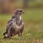 Bussard