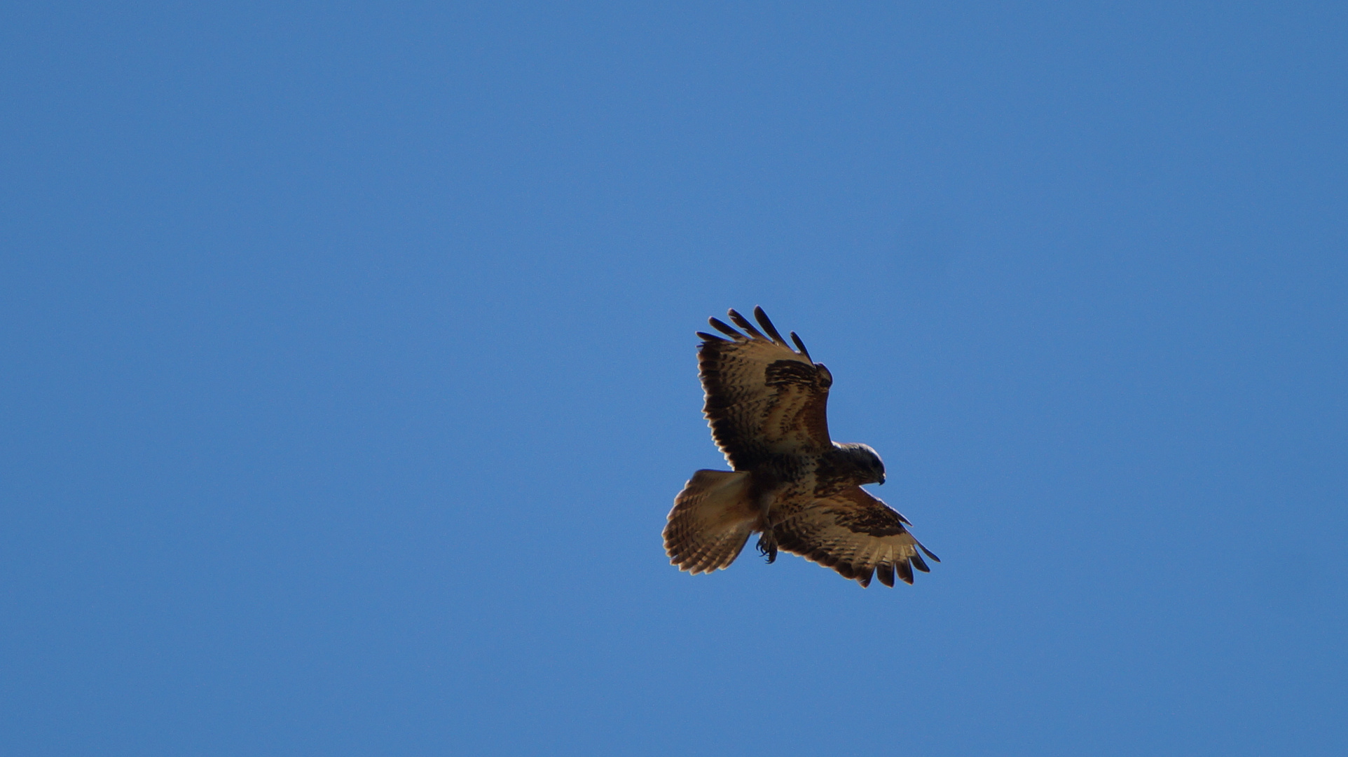 Bussard