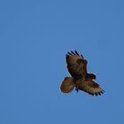 Bussard