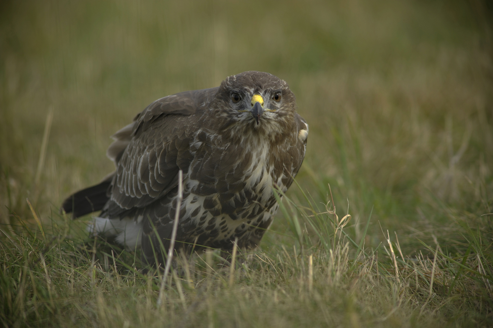 Bussard