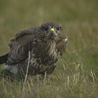 Bussard