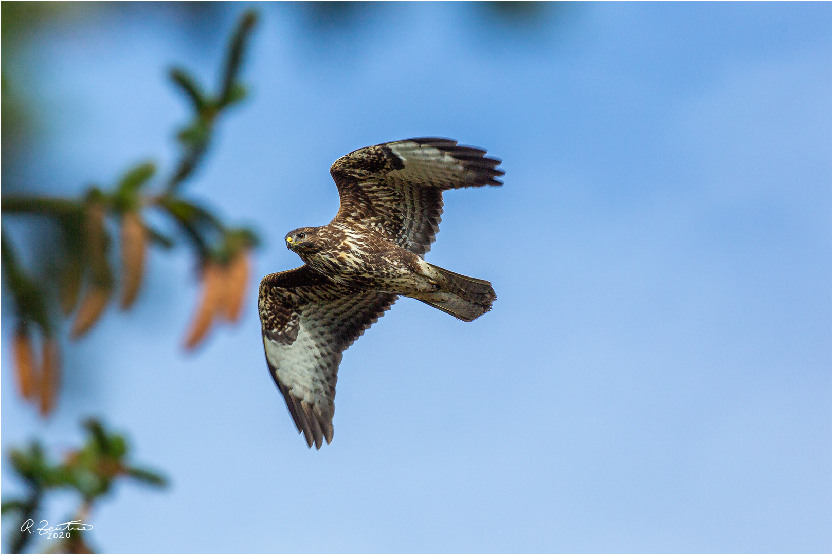 Bussard