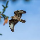 Bussard