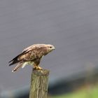 Bussard