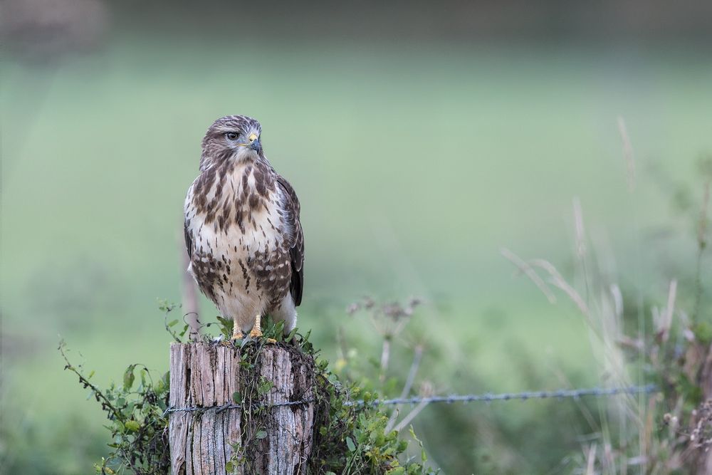 Bussard