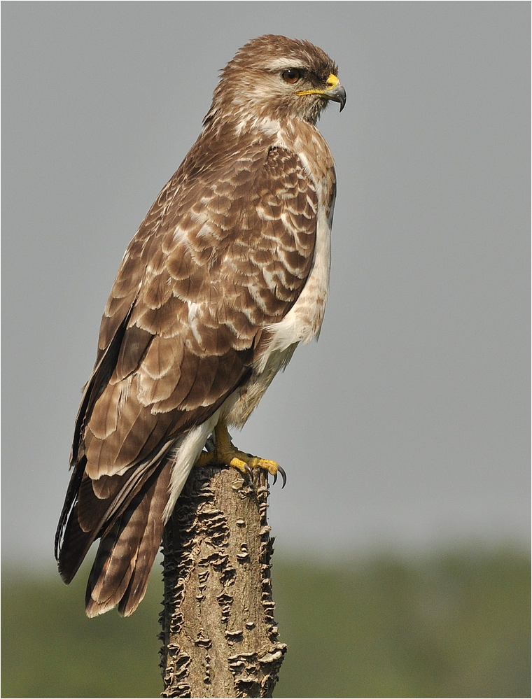 Bussard