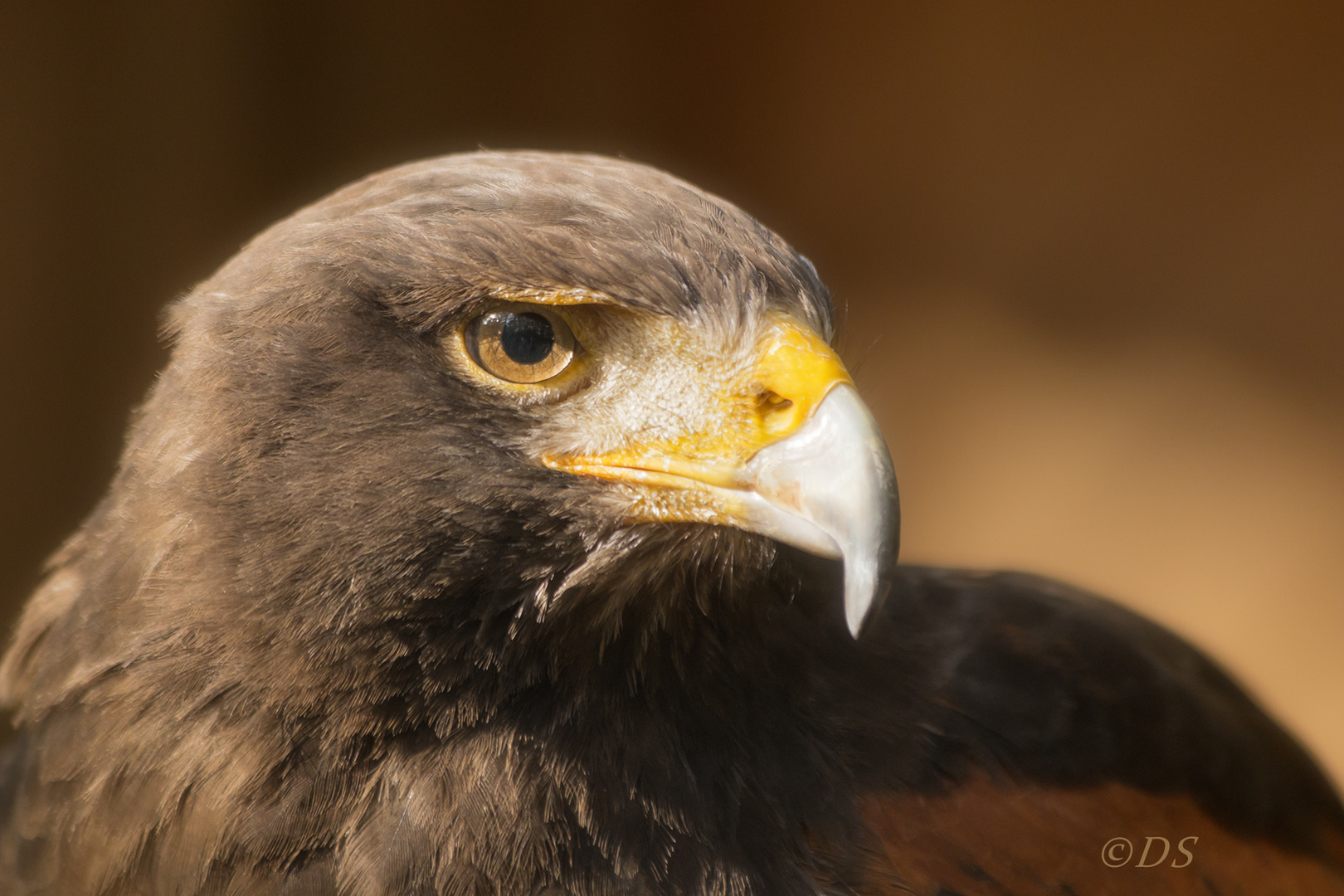 Bussard