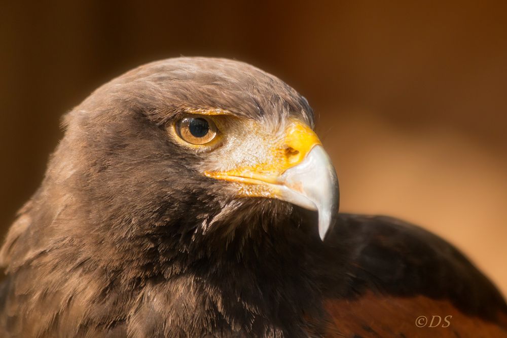 Bussard