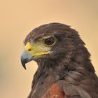 Bussard