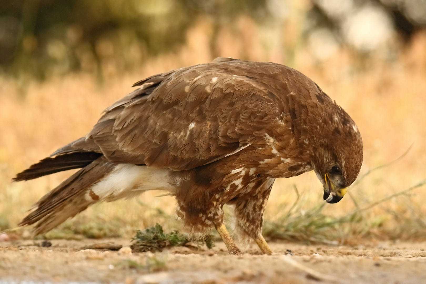 Bussard