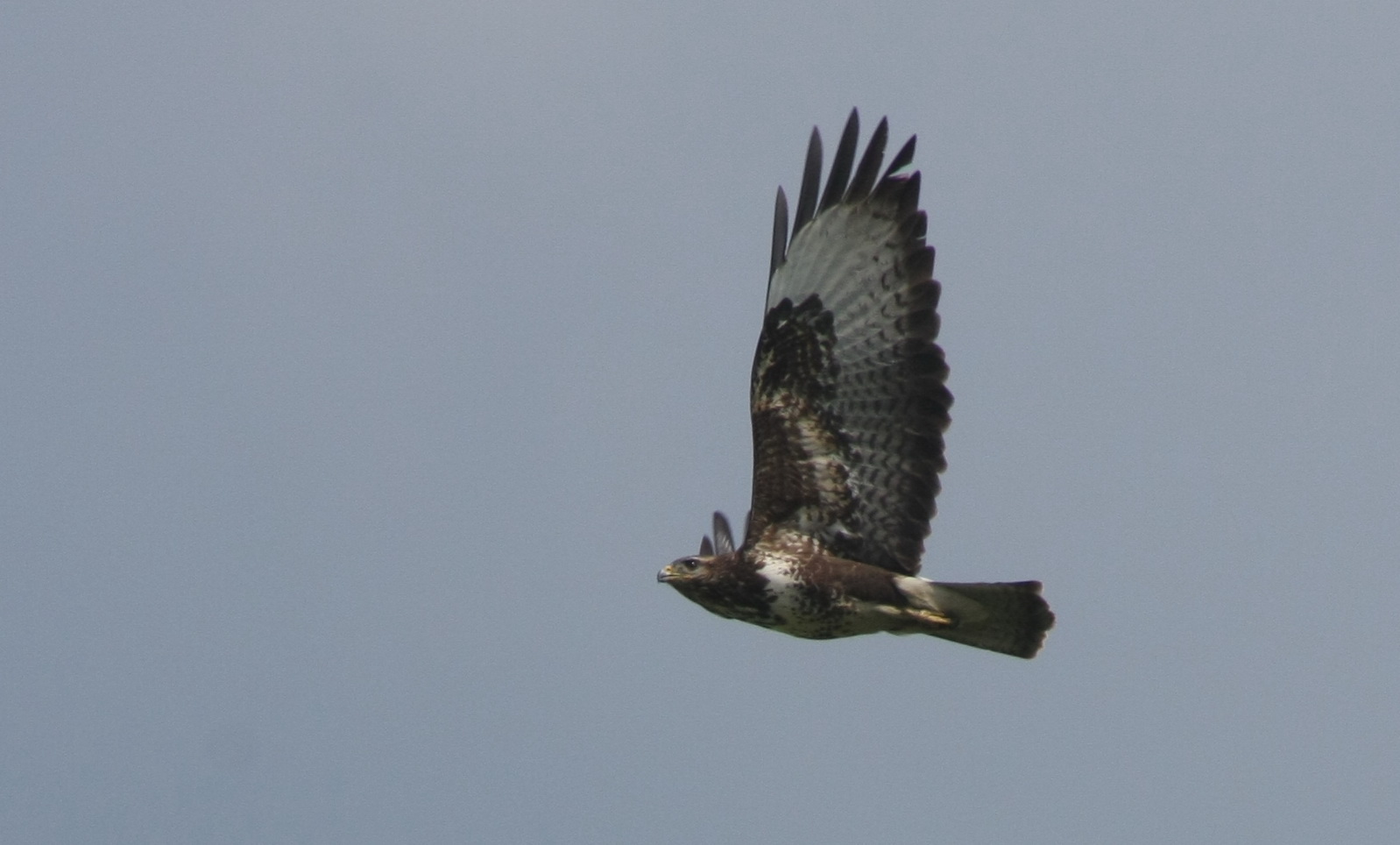 Bussard