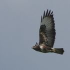 Bussard